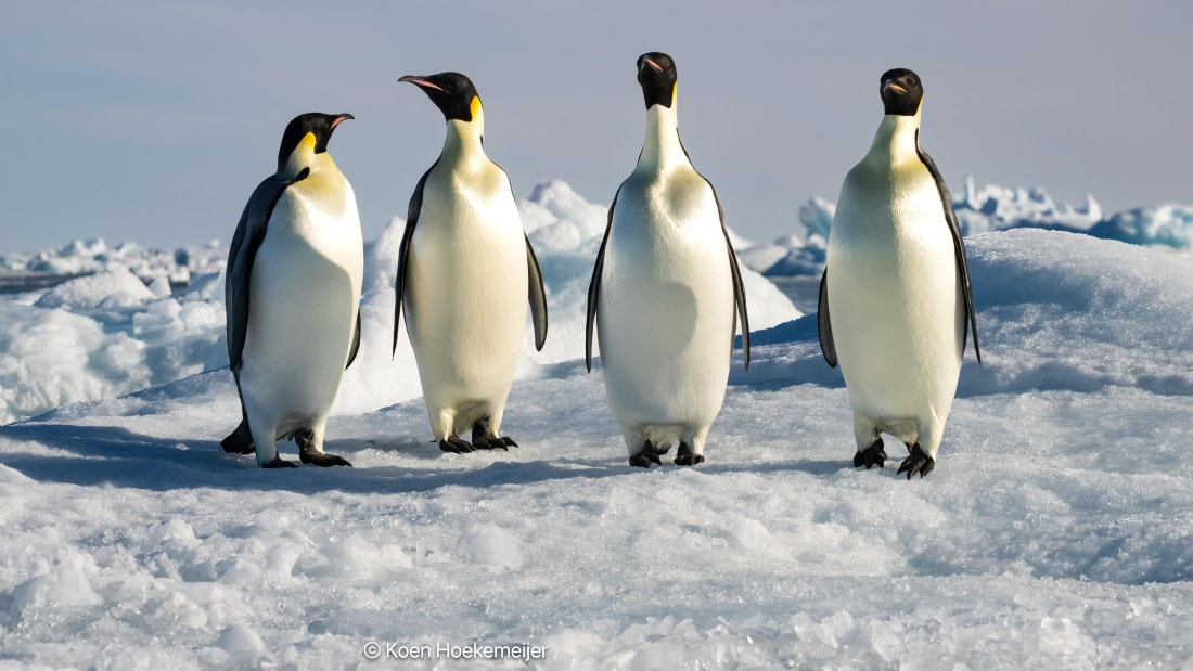 OTL31a26, Day 6, DSC_4658-Edit-2.jpg © Marco Rosso - Oceanwide Expeditions.jpg