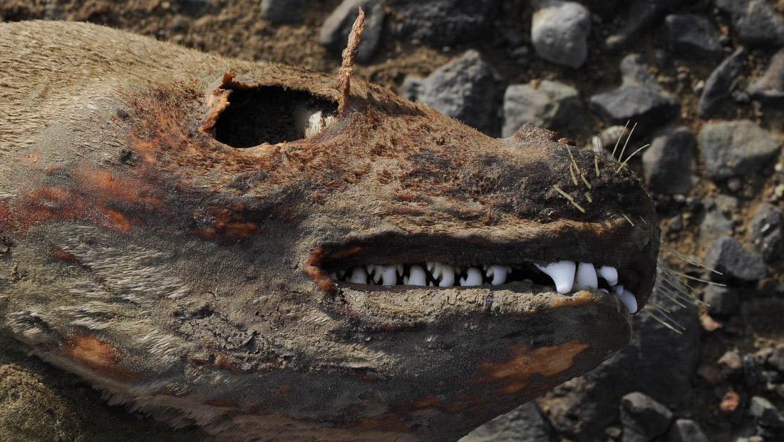 OTL31a26, Day 7, APMG0368.JPG © Andy Perkins - Oceanwide Expeditions.JPG