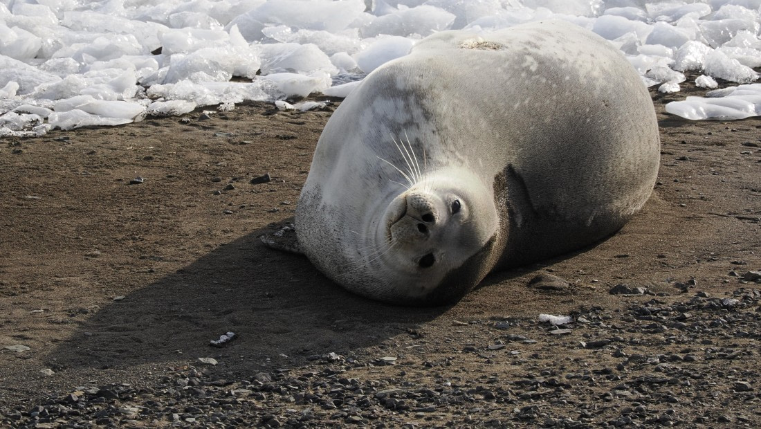 OTL31a26, Day 7, APMG0400.JPG © Andy Perkins - Oceanwide Expeditions.JPG