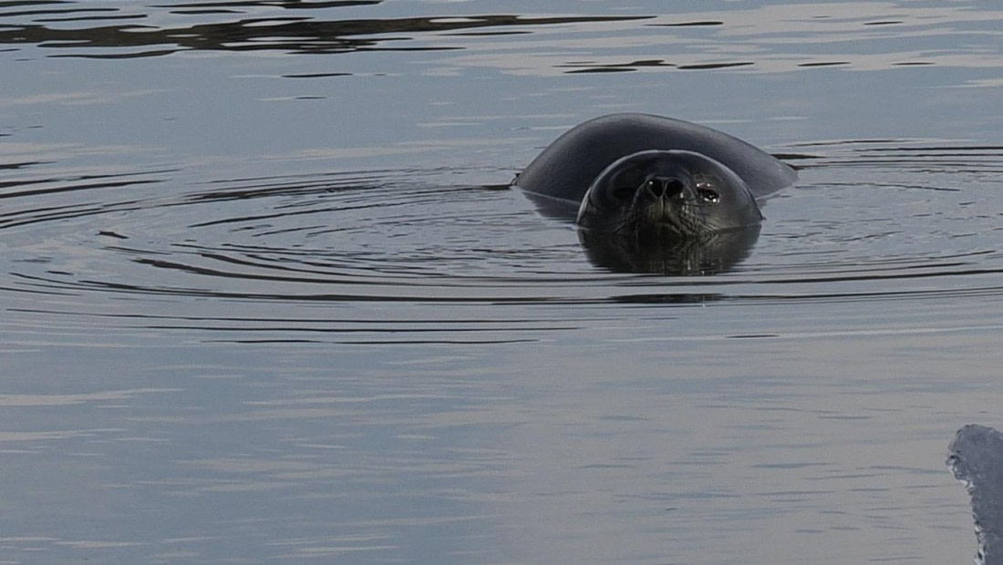 OTL31a26, Day 7, APMG0409.JPG © Andy Perkins - Oceanwide Expeditions.JPG