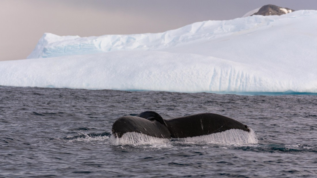 OTL31a26, Day 8, Marco (7).jpg © Marco Rosso - Oceanwide Expeditions.jpg