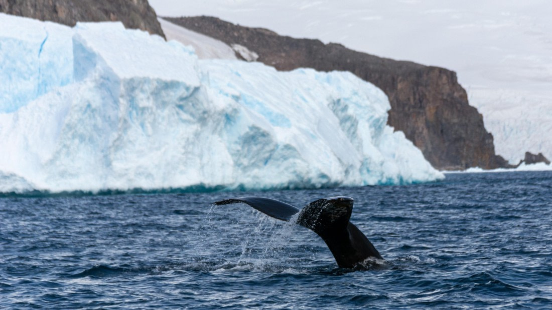 OTL31a26, Day 8, Marco (10).jpg © Marco Rosso - Oceanwide Expeditions.jpg