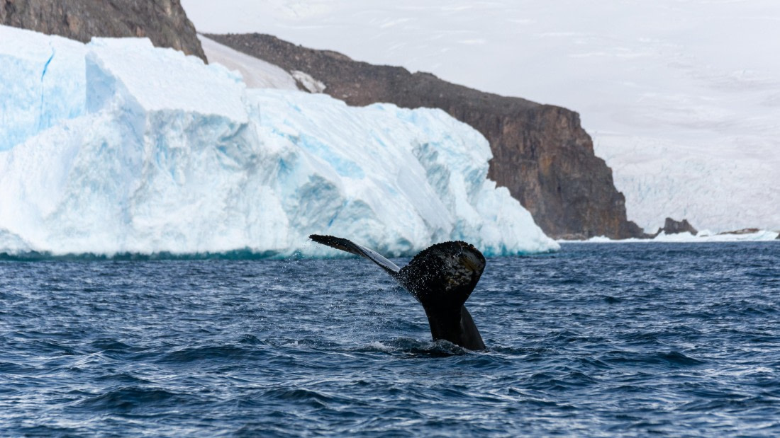 OTL31a26, Day 8, Marco (11).jpg © Marco Rosso - Oceanwide Expeditions.jpg