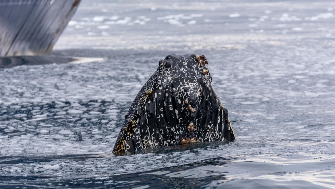 OTL31a26, Day 8, Marco (17).jpg © Marco Rosso - Oceanwide Expeditions.jpg