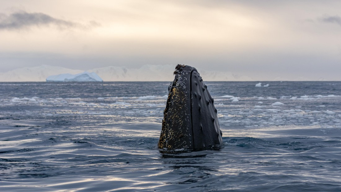 OTL31a26, Day 8, Marco (19).jpg © Marco Rosso - Oceanwide Expeditions.jpg