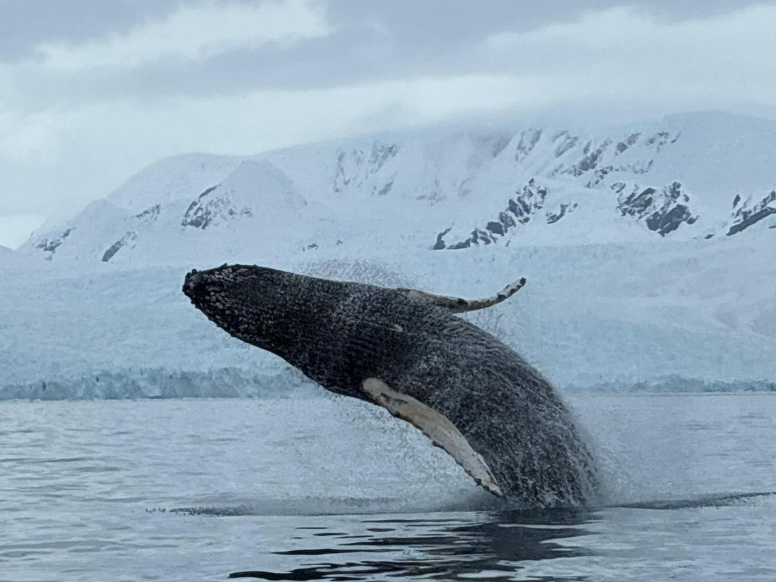 OTL31a26, Day 8, PHOTO-2026-03-24-21-03-57.JPG © Andy Perkins - Oceanwide Expeditions.JPG