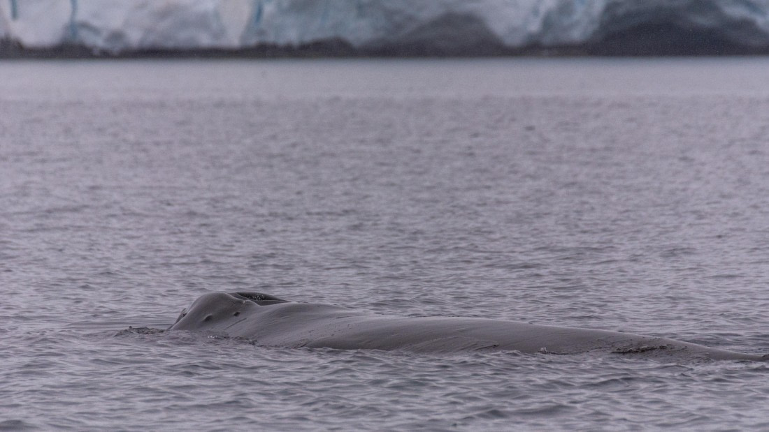 OTL31a26, Day 9, Marco (7).jpg © Marco Rosso - Oceanwide Expeditions.jpg