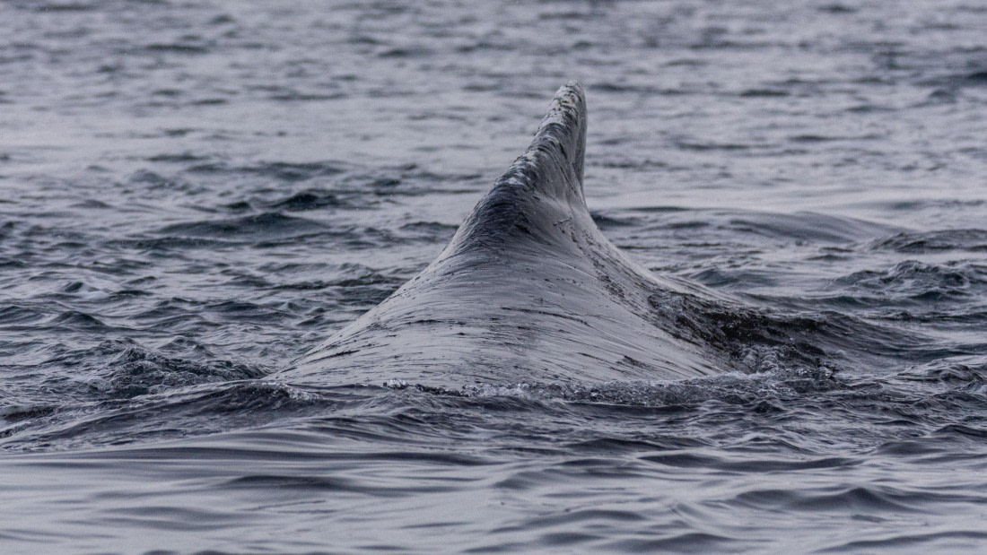 OTL31a26, Day 9, Marco (13).jpg © Marco Rosso - Oceanwide Expeditions.jpg