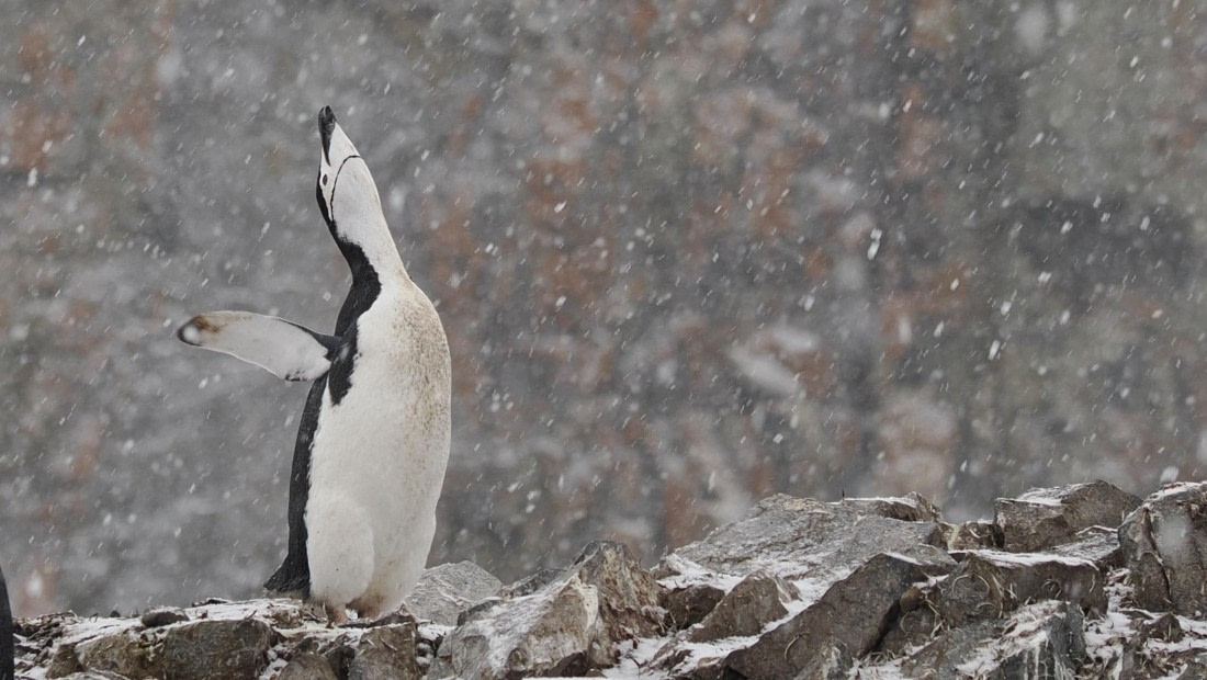 OTL31a26, Day 10, APMG0612.JPG © Andy Perkins - Oceanwide Expeditions.JPG