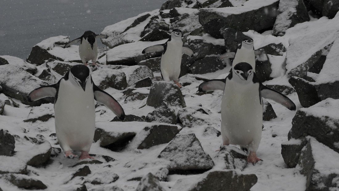 OTL31a26, Day 10, APMG0625.JPG © Andy Perkins - Oceanwide Expeditions.JPG