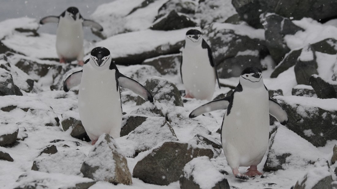 OTL31a26, Day 10, APMG0652.JPG © Andy Perkins - Oceanwide Expeditions.JPG