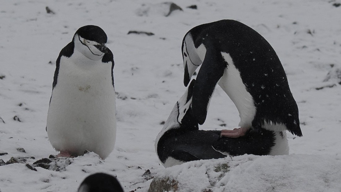 OTL31a26, Day 10, APMG0661.JPG © Andy Perkins - Oceanwide Expeditions.JPG