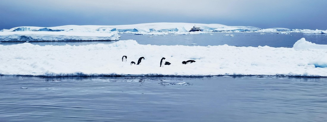 penguin