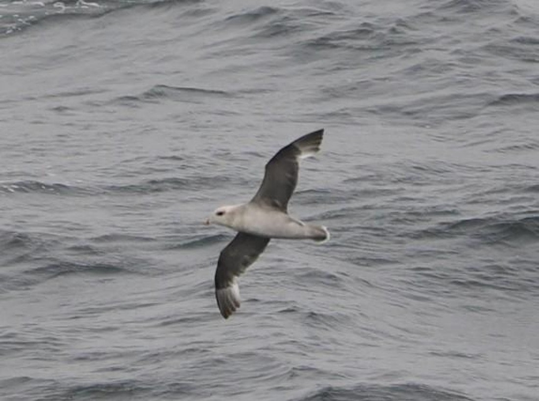 OTL01c26, Day 9, Picture24© Unknown photographer - Oceanwide Expeditions.jpg