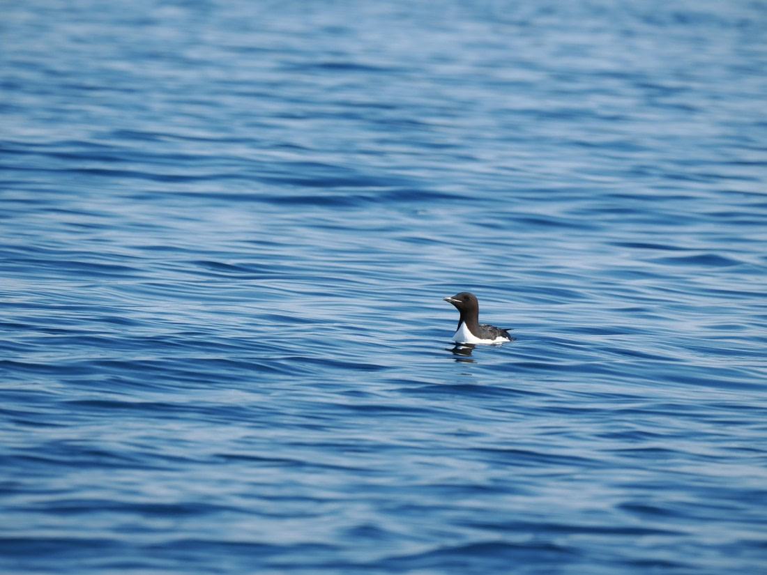 OTL03-26, Day 2, P6060436© Unknown photographer - Oceanwide Expeditions.JPG