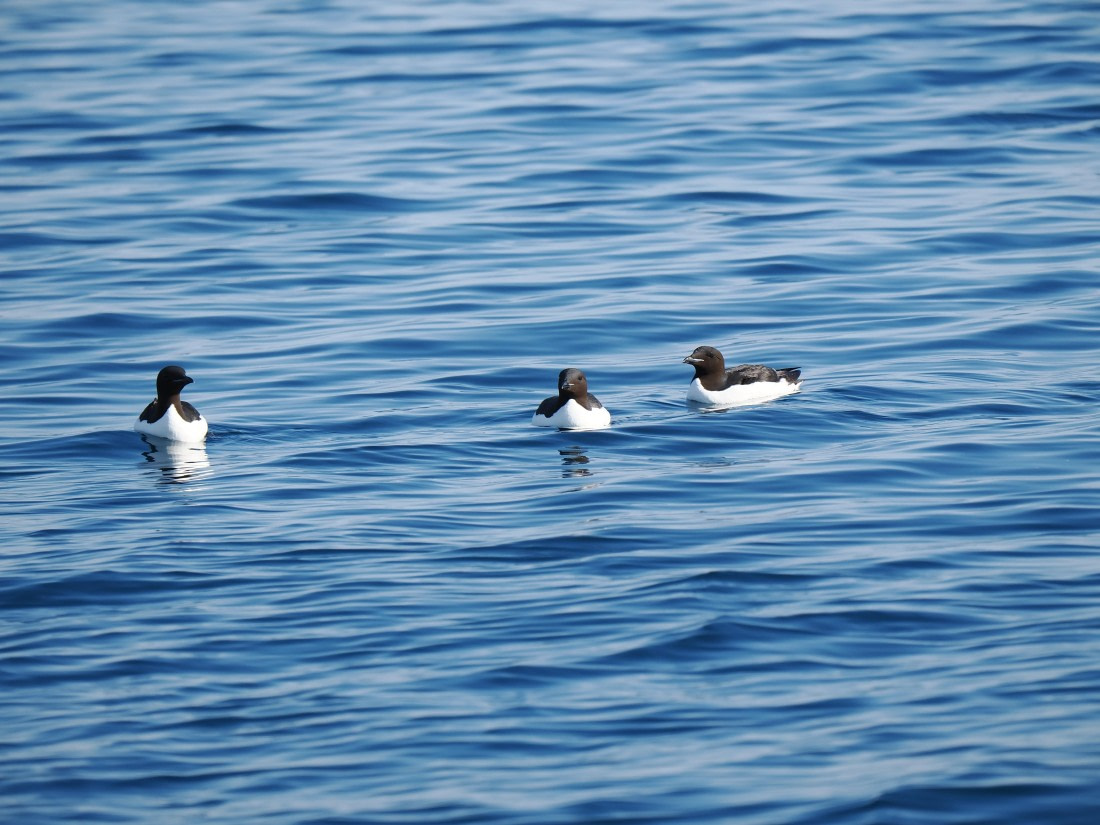 OTL03-26, Day 2, P6060438© Unknown photographer - Oceanwide Expeditions.JPG