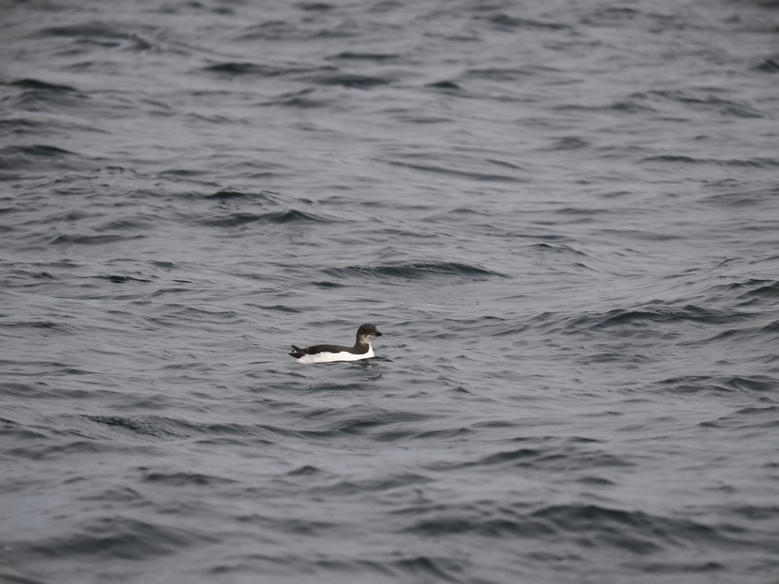OTL03-26, Day 3, P6070481© Unknown photographer - Oceanwide Expeditions.JPG