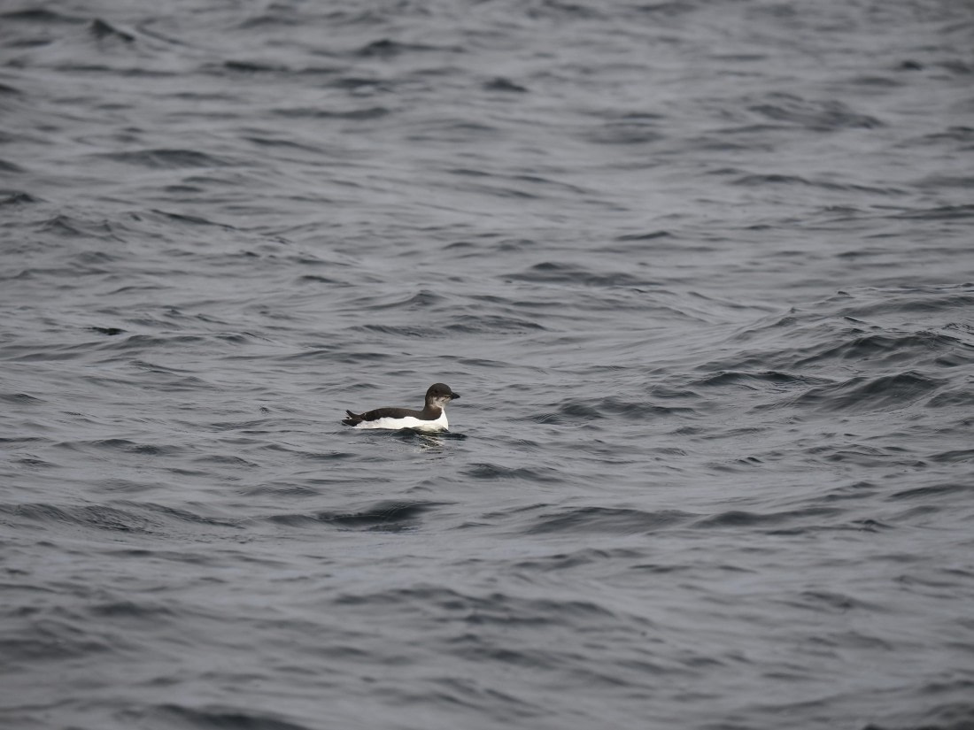 OTL03-26, Day 3, P6070482© Unknown photographer - Oceanwide Expeditions.JPG