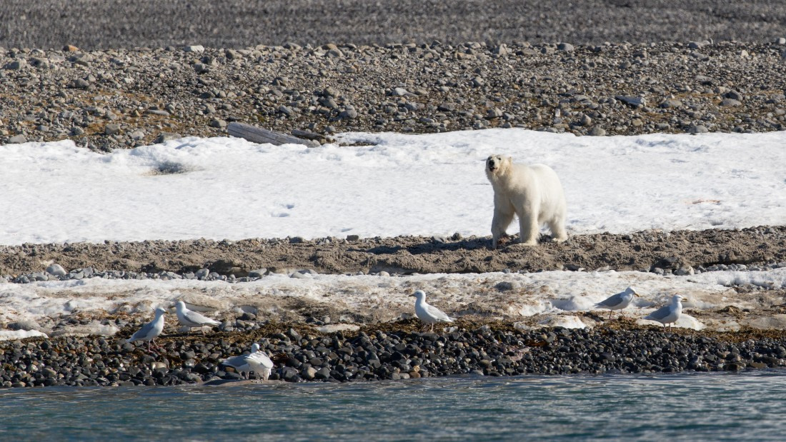 OTL03-26, Day 4, PippaLow-5996© Pippa Low - Oceanwide Expeditions.jpg