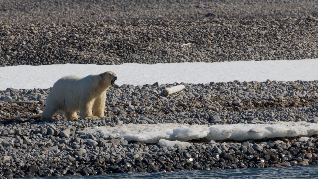 OTL03-26, Day 4, PippaLow-6266© Pippa Low - Oceanwide Expeditions.jpg