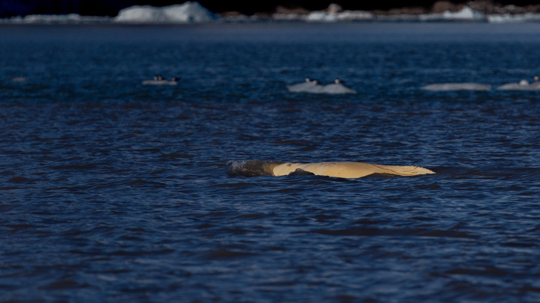 OTL03-26, Day 5, PippaLow-7076© Pippa Low - Oceanwide Expeditions.jpg