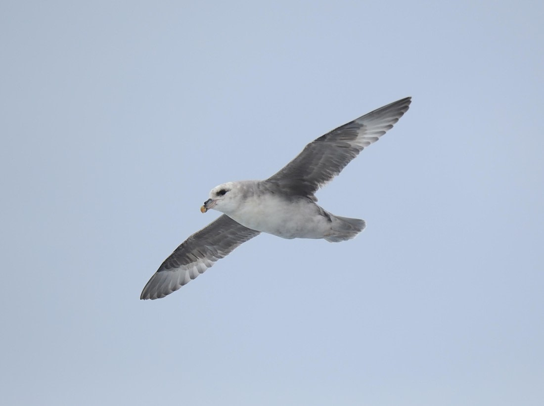 OTL03-26, Day 6, 2026-06-10 Northern Fulmar© Unknown photographer - Oceanwide Expeditions.JPG