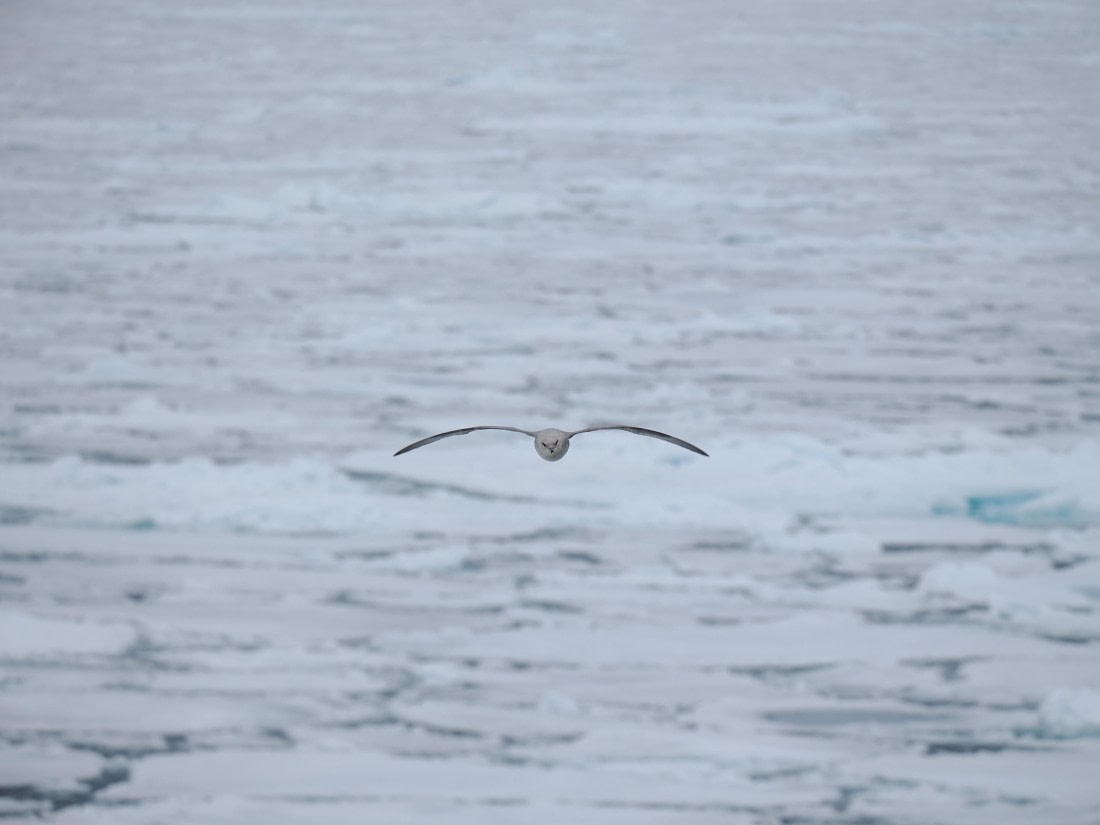 OTL03-26, Day 6, P6100753© Unknown photographer - Oceanwide Expeditions.JPG
