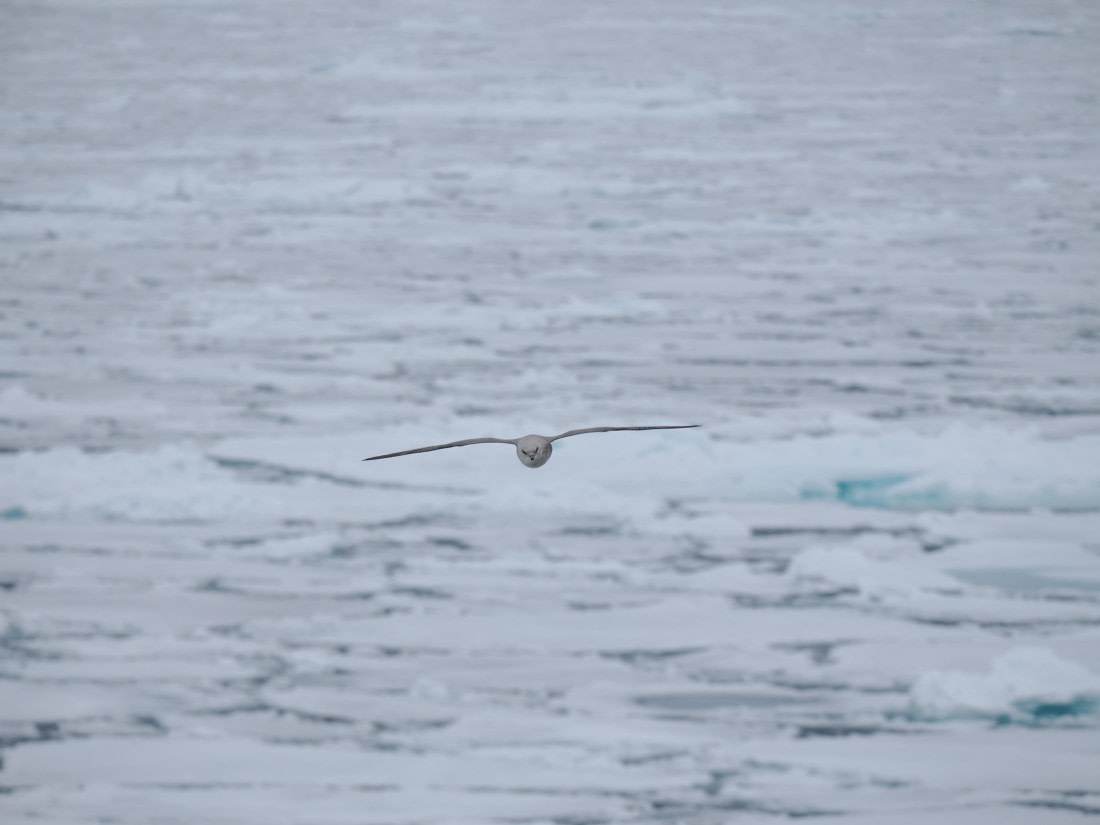 OTL03-26, Day 6, P6100754© Unknown photographer - Oceanwide Expeditions.JPG
