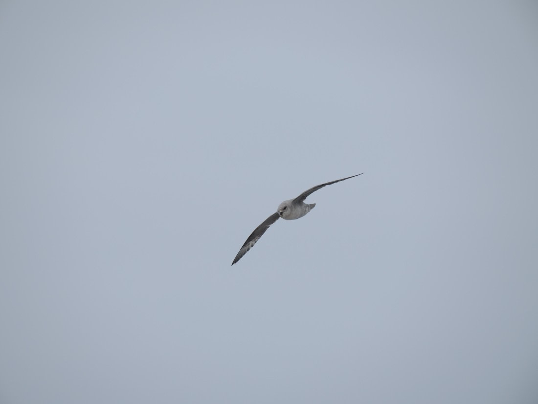OTL03-26, Day 6, P6100761© Unknown photographer - Oceanwide Expeditions.JPG