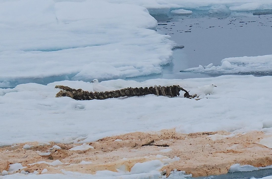OTL03-26, Day 7, 2026-06-11 Ivory Gulls on seal carcass© Unknown photographer - Oceanwide Expeditions.JPG