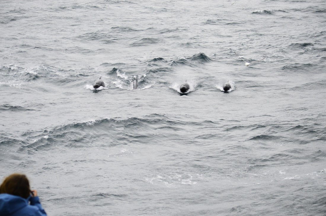PLA03C26, Day 5, _DSC1701.JPG © Esther Josten - Oceanwide Expeditions.JPG