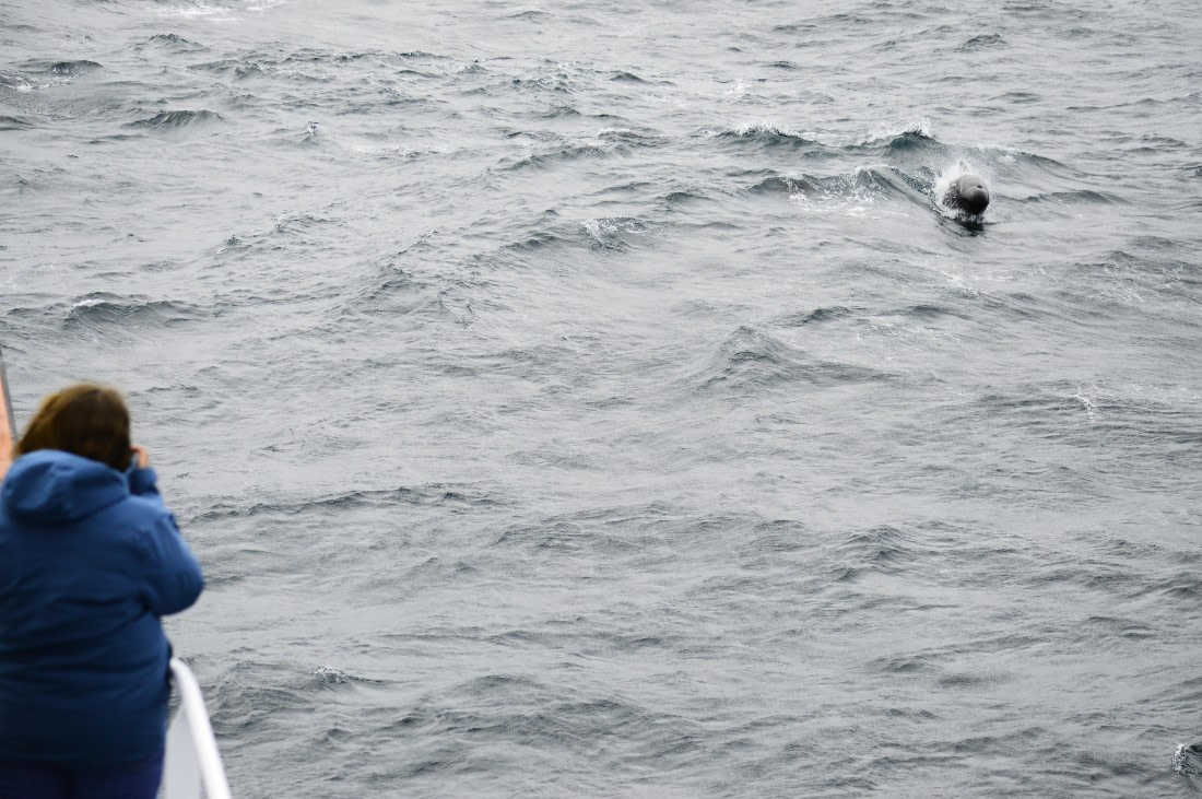 PLA03C26, Day 5, _DSC1710.JPG © Esther Josten - Oceanwide Expeditions.JPG