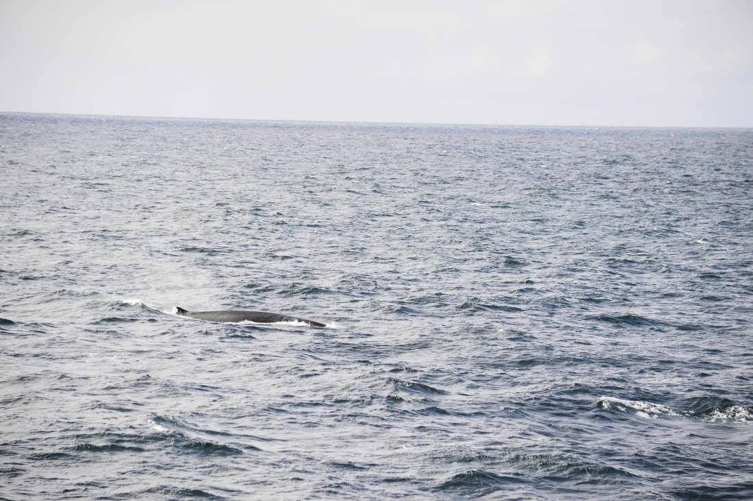 PLA03C26, Day 6, Fin.JPG © Esther Josten - Oceanwide Expeditions.JPG