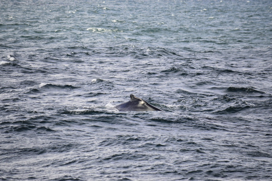 PLA03C26, Day 6, Humpback.JPG © Esther Josten - Oceanwide Expeditions.JPG