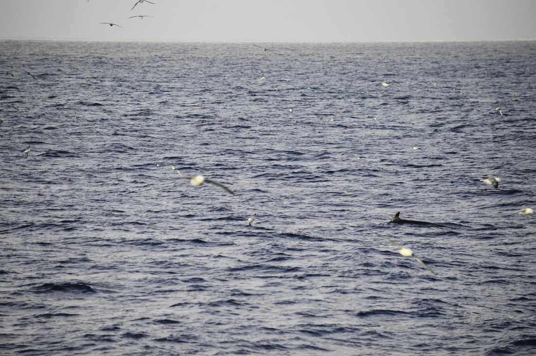 PLA03C26, Day 6, Minke & Fulmars.JPG © Esther Josten - Oceanwide Expeditions.JPG