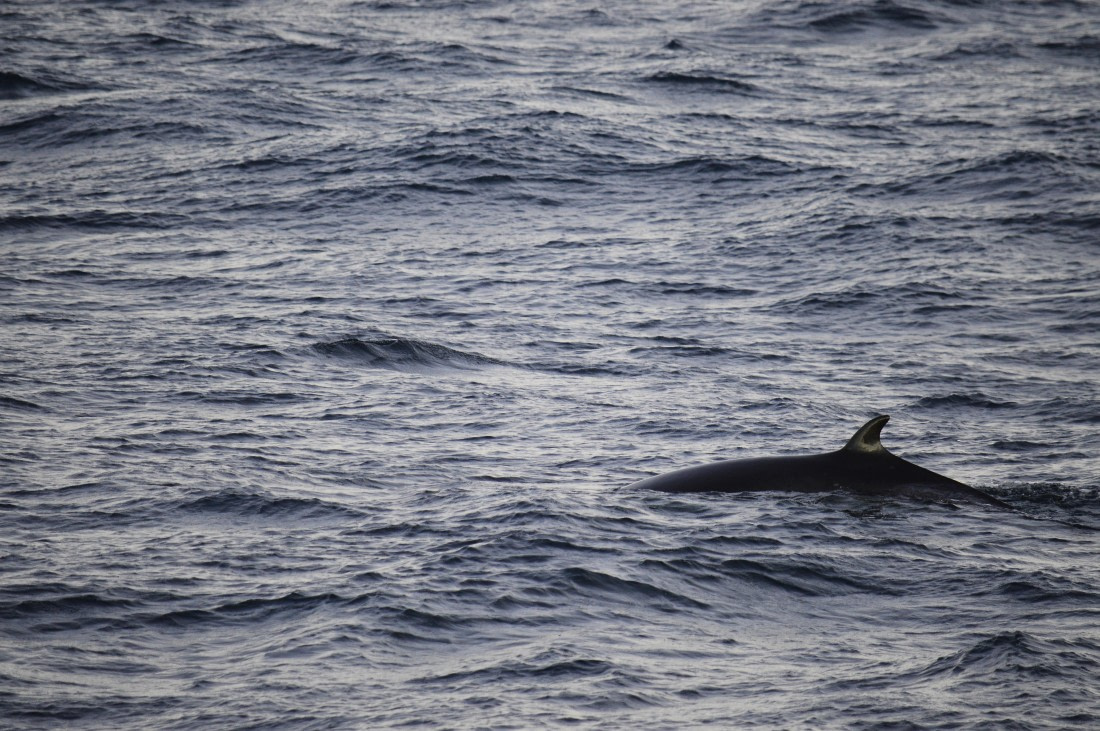 PLA03C26, Day 6, Minke.JPG © Esther Josten - Oceanwide Expeditions.JPG