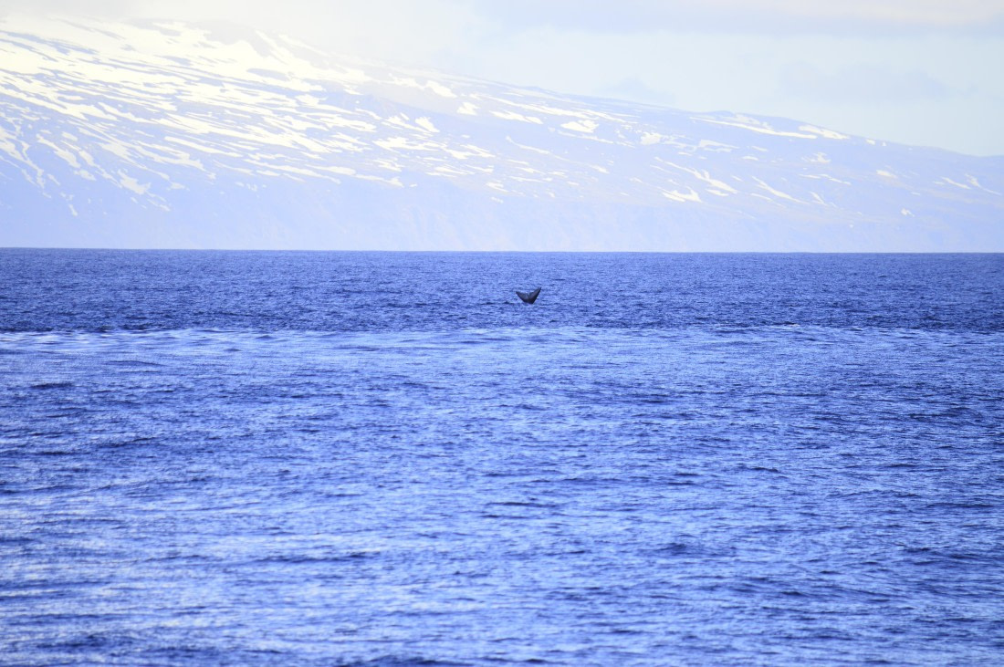 PLA03C26, Day 7, _DSC0914.JPG © Esther Josten - Oceanwide Expeditions.JPG