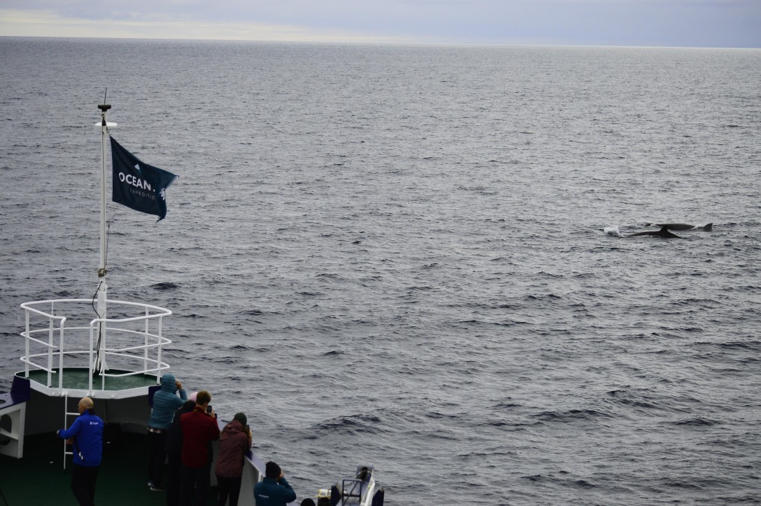 PLA03C26, Day 8, _DSC1031.JPG © Esther Josten - Oceanwide Expeditions.JPG
