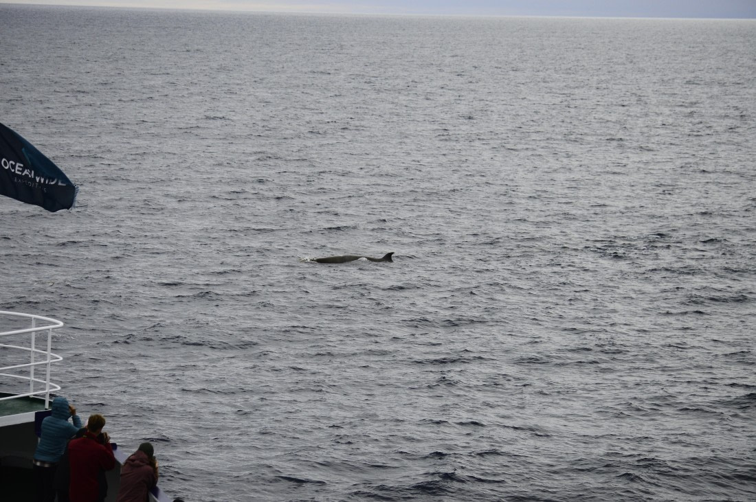 PLA03C26, Day 8, _DSC1033.JPG © Esther Josten - Oceanwide Expeditions.JPG