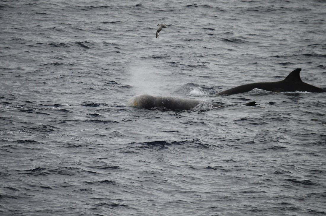 PLA03C26, Day 8, _DSC1035.JPG © Esther Josten - Oceanwide Expeditions.JPG