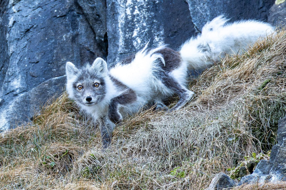 Spitsbergen  5.-12.06.2026