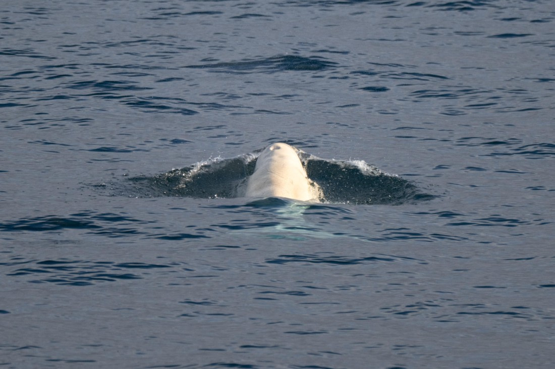 HDS04-26, Day 4, DSC_3343 © Unknown Photographer - Oceanwide Expeditions.jpg