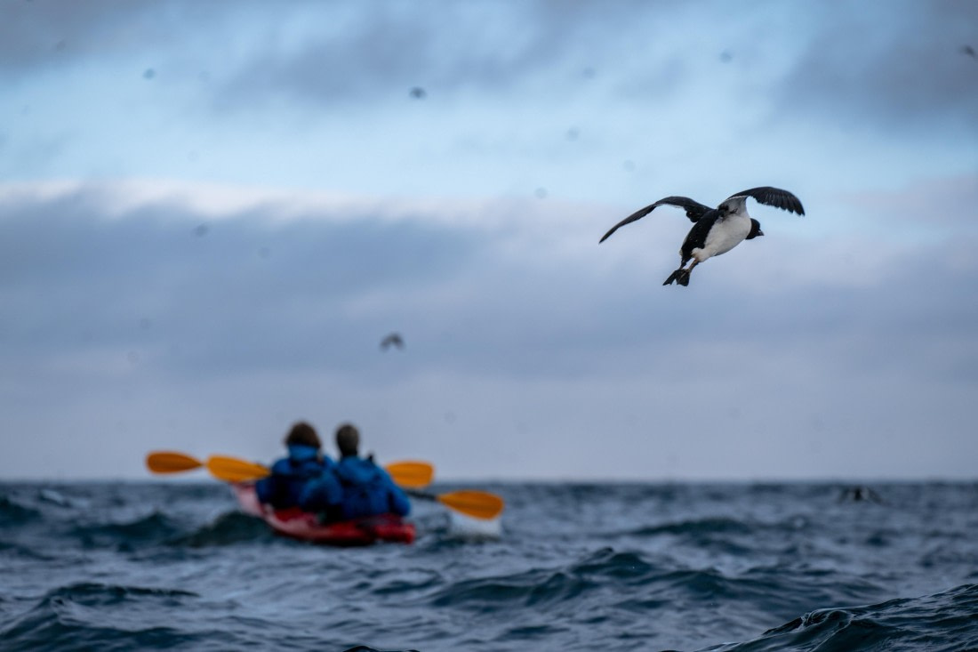 HDS04-26, Day 4, DSC_5511 © Unknown Photographer - Oceanwide Expeditions.jpg