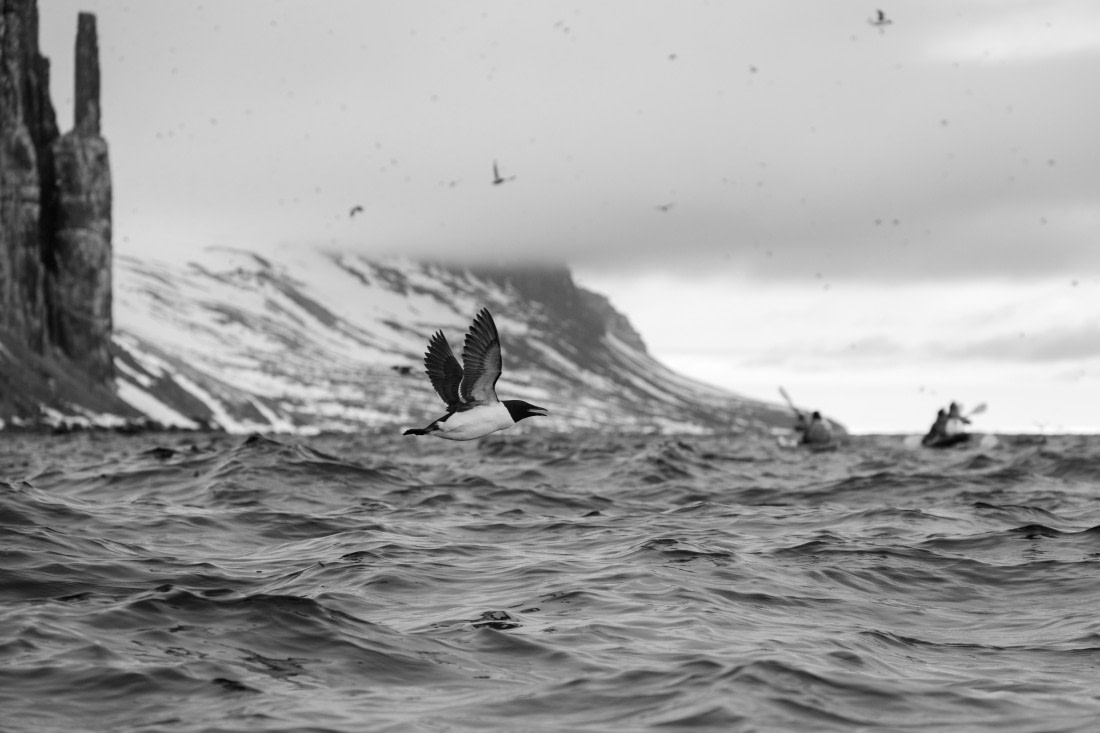 HDS04-26, Day 4, DSC_5690 © Unknown Photographer - Oceanwide Expeditions.jpg