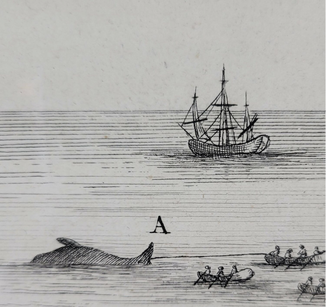 HDS04-26, Day 5, whaling2 drawing © Unknown Photographer - Oceanwide Expeditions.png