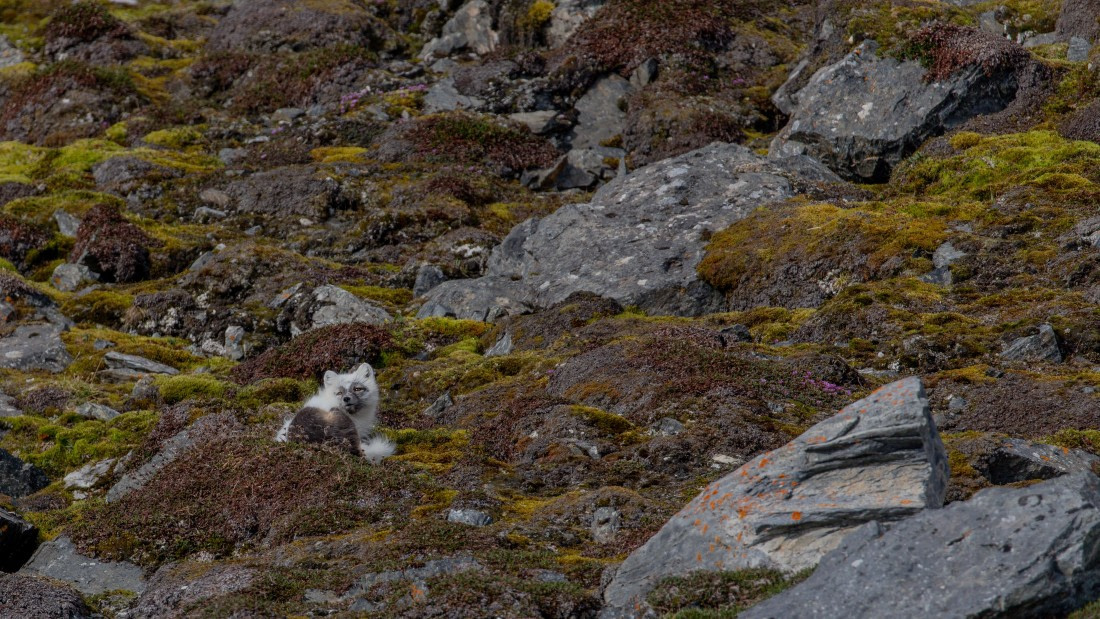 OTL04-26, Day 3, PippaLow-9683© Pippa Low - Oceanwide Expeditions.jpg