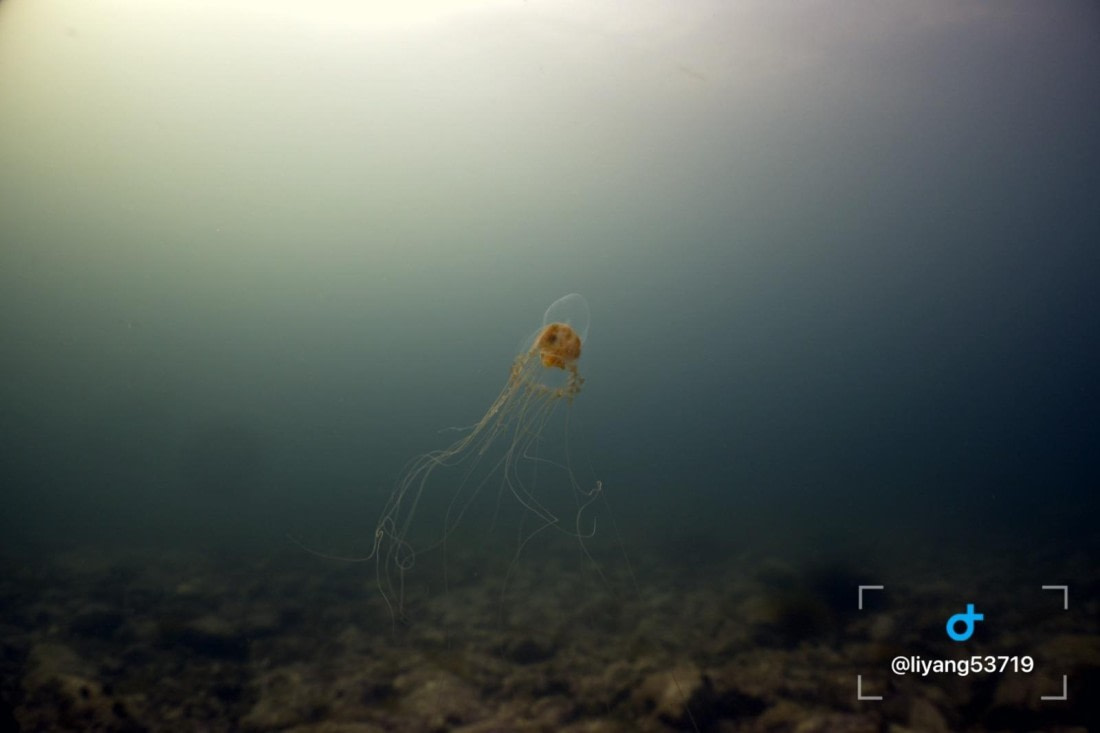 OTL05-26, Day 7, 2026-06-25 at 4.58.54 PM (1)© Yang Li - Oceanwide Expeditions.jpeg