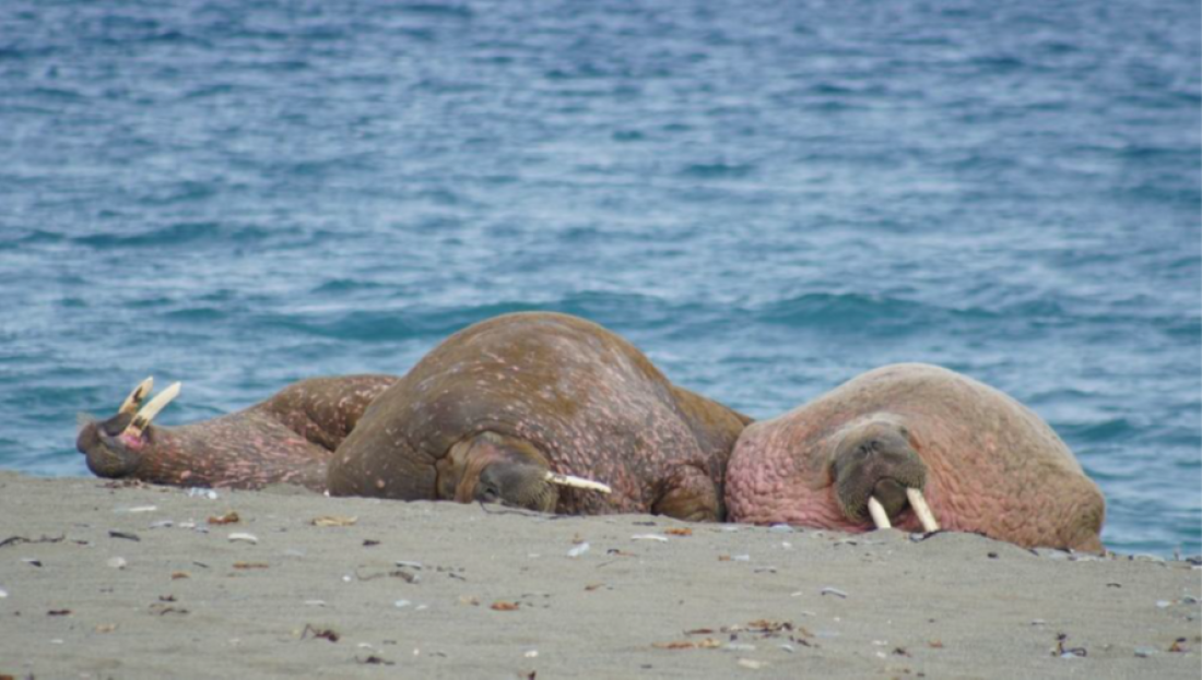 PLA05-26, Day 7, Picture7-2.png © Unknown Photographer - Oceanwide Expeditions.png