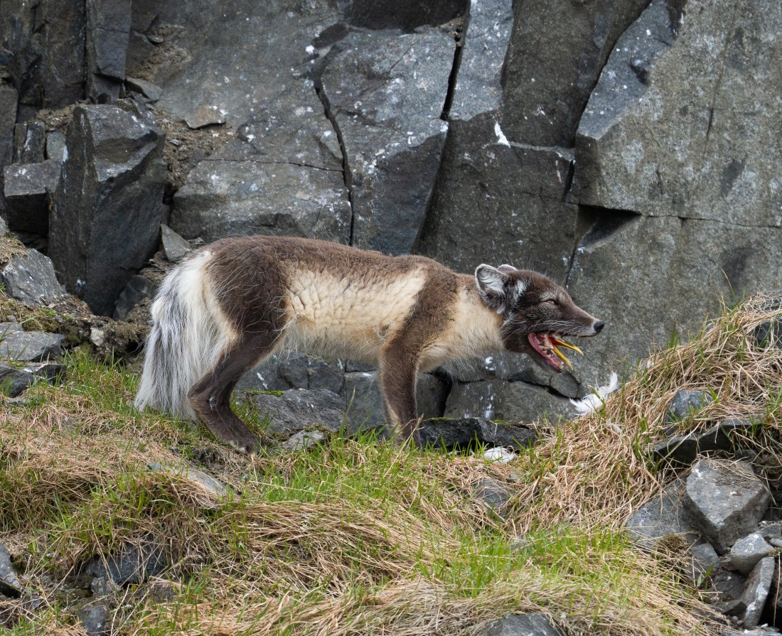 Alien-Svalbard