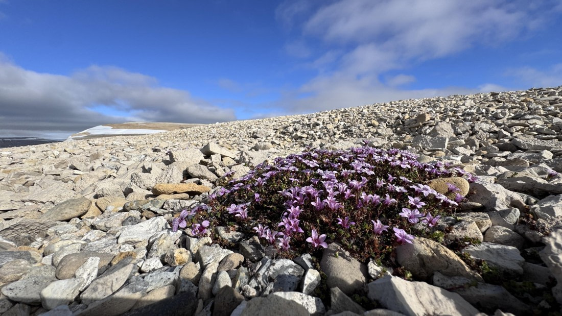 HDS06-26, Day 7, Palanderbukta purplesaxifrage-MeikeSjoer © Meike Sjoer - Oceanwide Expeditions.JPG